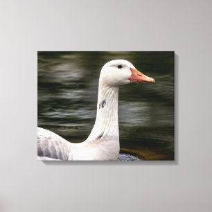 Lienzo Cosa Leucista Canadiense