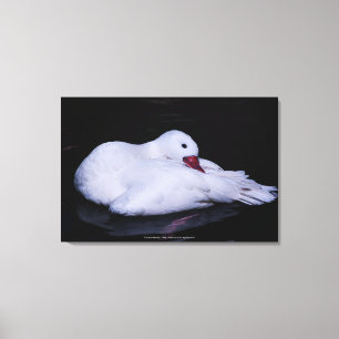Lienzo Coscoroba Swan P3442