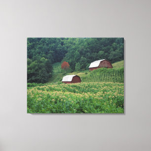 Lienzo Cosecha del tabaco y pares de graneros rojos del