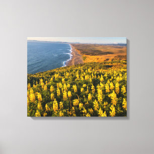 Lienzo Costa Nacional Point Reyes California