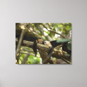 Lienzo Costa Rica, dos monos descansando en el árbol, min