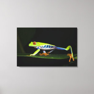 Lienzo Costa Rica, Rana de árbol de ojos rojos (Agalychni