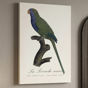 Lienzo Cotorra Argentina o Cotorra de Jardín, Myiopsitta 