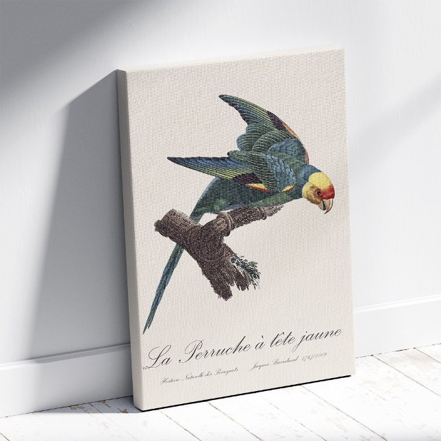 Lienzo Cotorra de Carolina, Conuropsis carolinensis (Carolina parakeet, Conuropsis carolinensis. Canvas Print)
