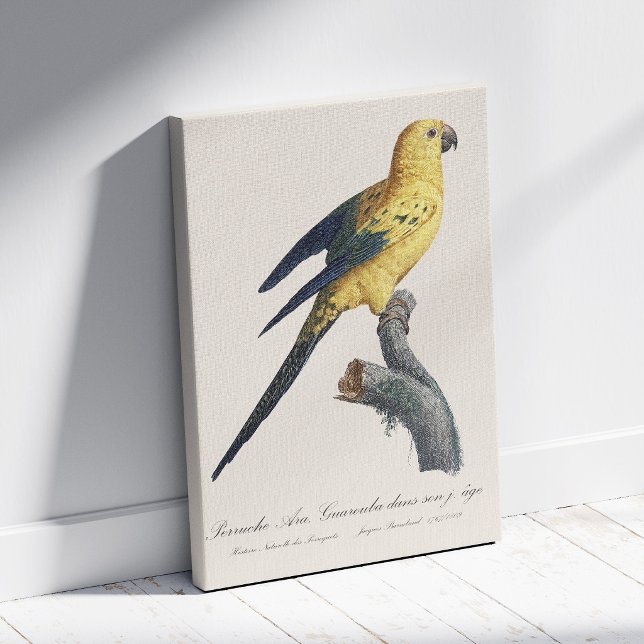 Lienzo Cotorra del Sol o Aratinga solstitialis (Guarouba dans sons jeune age / Sun parakeet. Canvas Print)