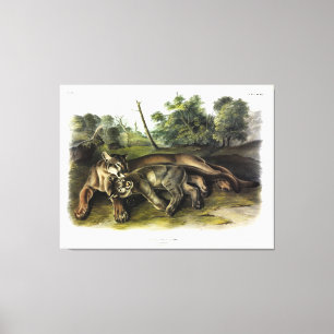 Lienzo Cougar, hembra y joven de Quadrupeds de Audubon