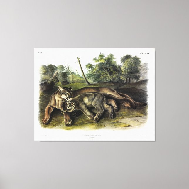 Lienzo Cougar, hembra y joven de Quadrupeds de Audubon (Anverso)