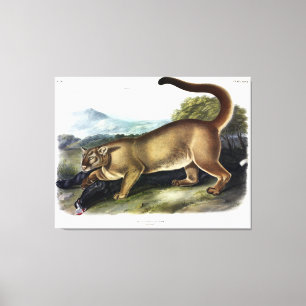 Lienzo Cougar, o Puma, Panther, León de Montaña, Catamoun