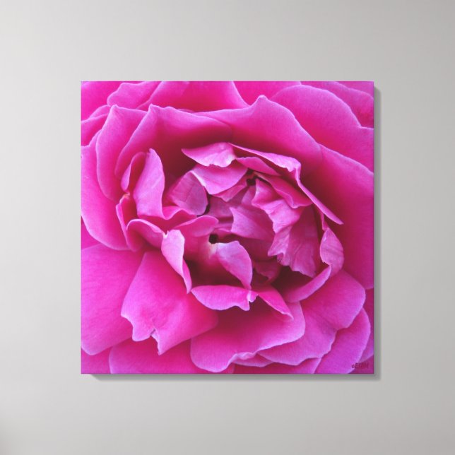 Lienzo Coveted Rose Stretched Canvas Print (Anverso)