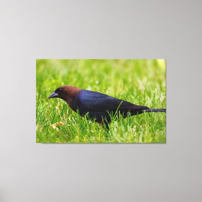 Lienzo Cowbird de cabeza marrón (agua de Moldavia) (Anverso)