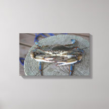 Crab azul Chesapeake Bay Canvas Art