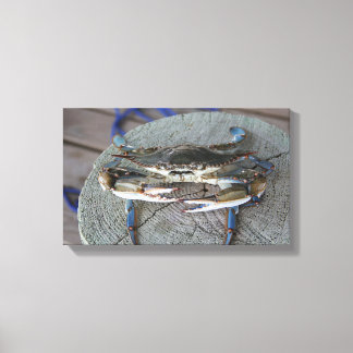 Lienzo Crab azul Chesapeake Bay Canvas Art