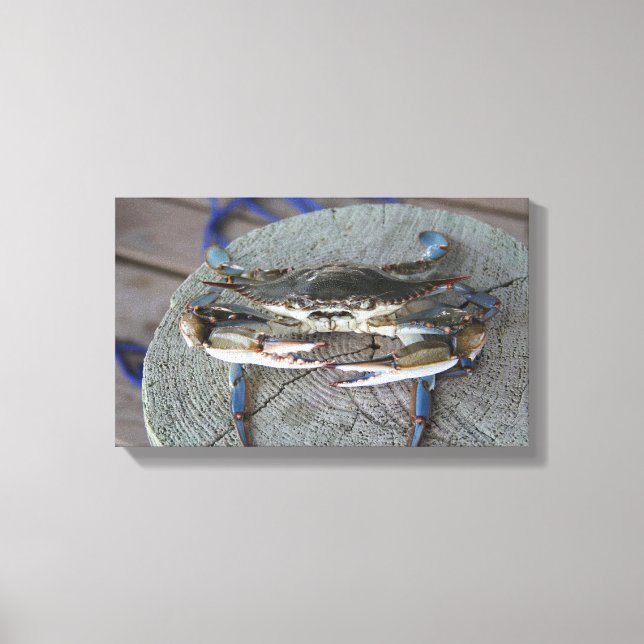Lienzo Crab azul Chesapeake Bay Canvas Art (Anverso)