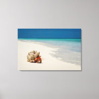 Cráneo ermitaño de fresa | Coenobita Perlatus