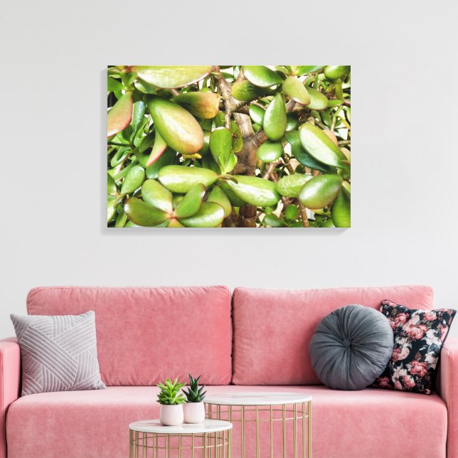 Lienzo Crassula ovata (Insitu (Sala de estar))