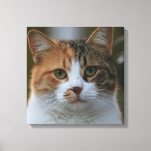 Lienzo Crea tu propia foto personalizada de tu gato masco
