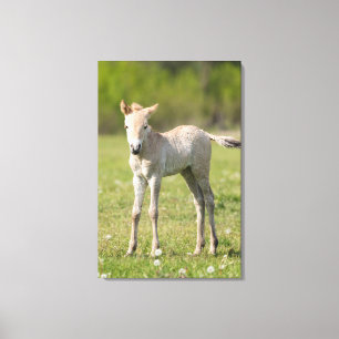 Lienzo Cría de caballo de Przewalski, Hungría