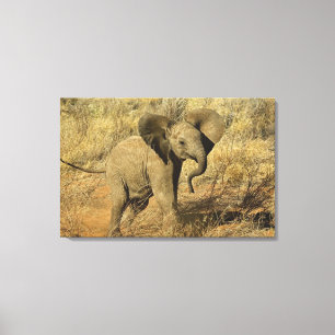 Lienzo Cría de elefante africano, Loxodonta Africana,