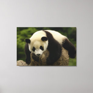 Lienzo Cría de panda gigante (Ailuropoda melanoleuca)