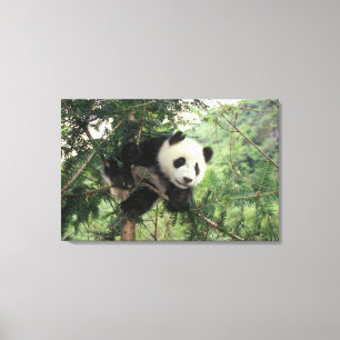 Lienzo Cría de panda gigante trepa a un árbol, Valle de W