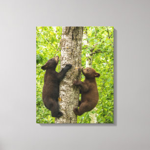 Lienzo Crías de oso negro subiendo a un árbol