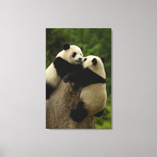 Lienzo Crías de panda gigante (Ailuropoda melanoleuca)