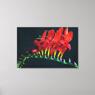 Lienzo Crocosomia Lucifer Montbretia Floral
