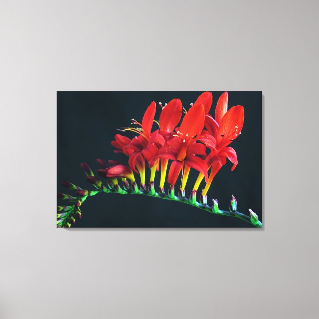 Lienzo Crocosomia Lucifer Montbretia Floral (Anverso)