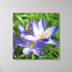 Lienzo Crocus