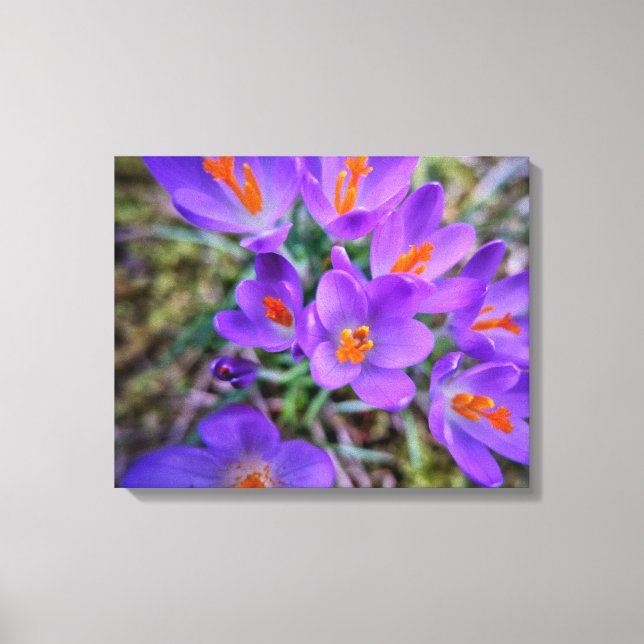 Lienzo Crocus Bella Artes (Anverso)