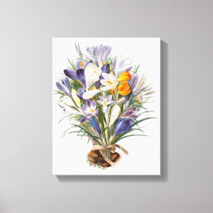 Lienzo Crocus Spring Flower Botanical Floral Art