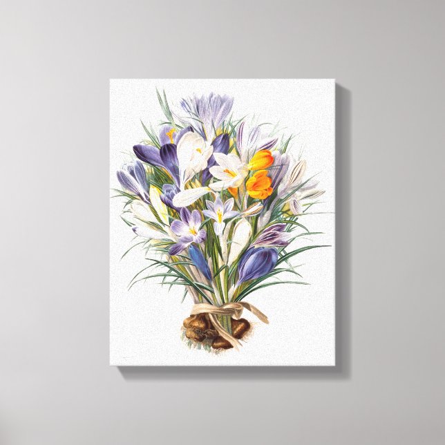 Lienzo Crocus Spring Flower Botanical Floral Art (Anverso)