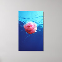 Crown Jellyfish