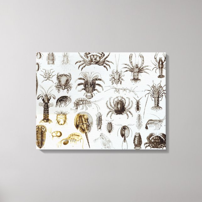 Lienzo Crustácea y Arachnida (Anverso)