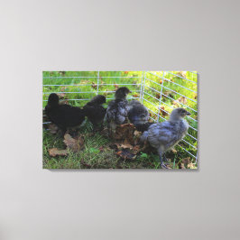 Lienzo Cuál está para arriba - extremo del pollo