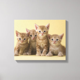 Lienzo Cuatro gatitos de Shorthair del americano