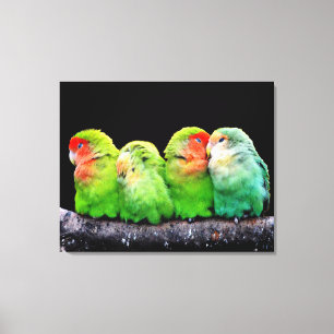 Lienzo Cuatro loros adorables juntos envuelven la