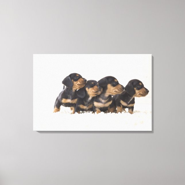 Lienzo Cuatro Mini Dachshund (Anverso)