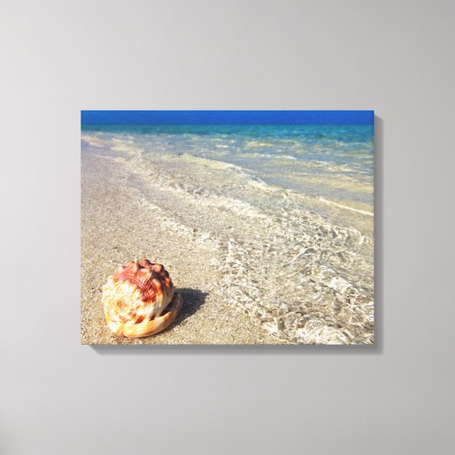 Lienzo Cubierta De Casco En Laguna Tropical | Cassis Rufa (Anverso)