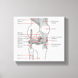 Lienzo Cubierta de rodilla derecha del diagrama anatómic
