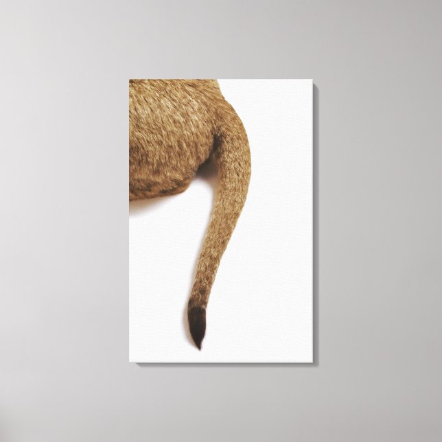 Lienzo Cubo de león (Panthera leo) contra blanco 2 (Anverso)