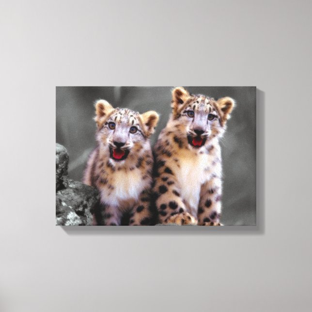 Lienzo Cubs de leopardo de la nieve (Anverso)