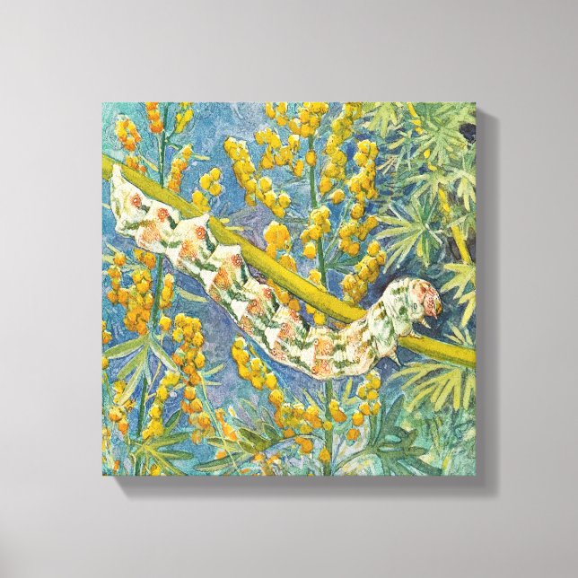 Lienzo Cucullia Absinthii Wormwood Caterpillar (Anverso)