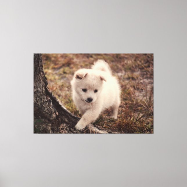 Lienzo Cuidada Adorable Fluffy Snowball Puppy Dog Canvas  (Anverso)
