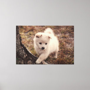 Lienzo Cuidada Adorable Fluffy Snowball Puppy Dog Canvas