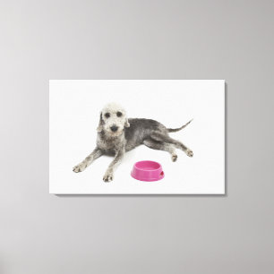 Lienzo Cuidado de animales de compañía, salud y nutrici