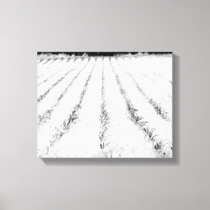 Lienzo Cultivo de maíz blanco y negro en un campo 11x14
