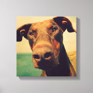 Lienzo Curioso cierre de un perro Doberman natural