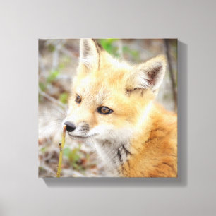 Lienzo Curioso Young Fox Kit