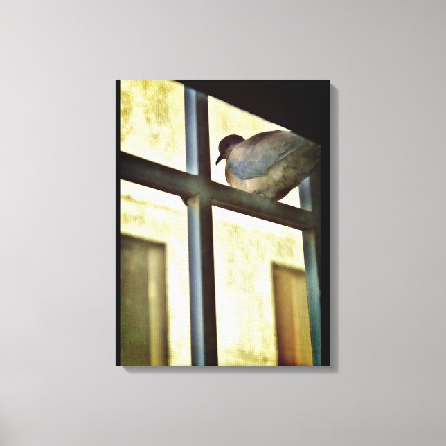 Lienzo Curious Dove (Anverso)